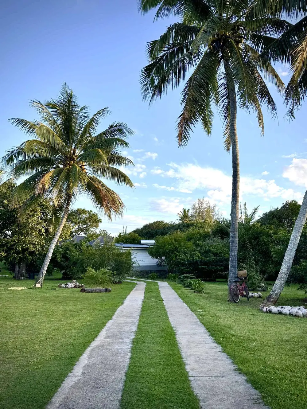 Allée bordée de cocotiers menant aux bungalows