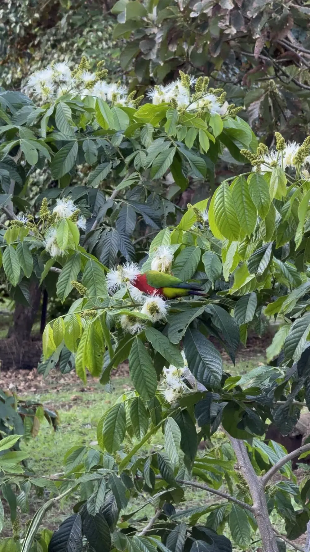 Arbre en fleurs dans la végétation de l'île