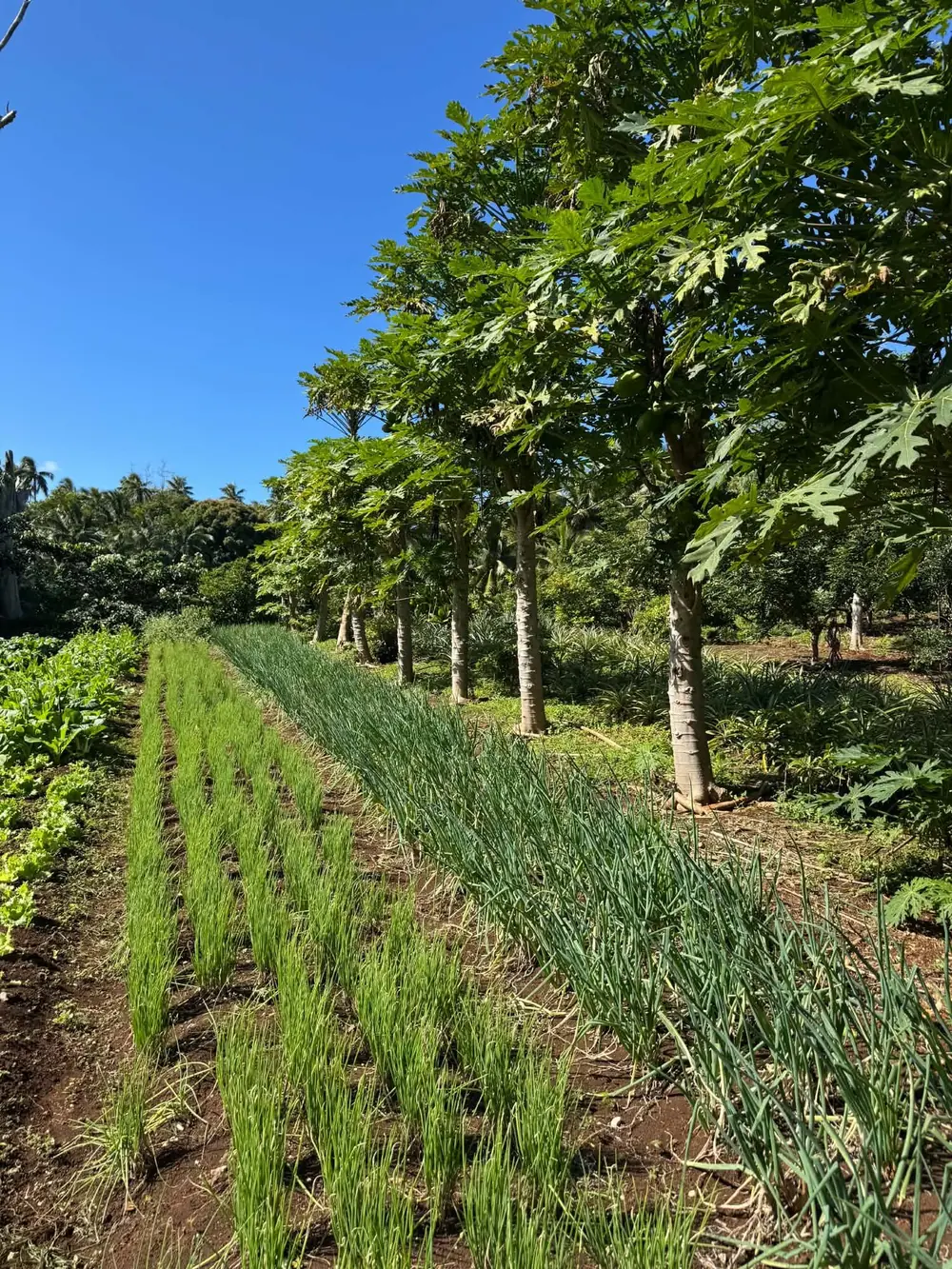 Champ cultivé en lignes sous les arbres