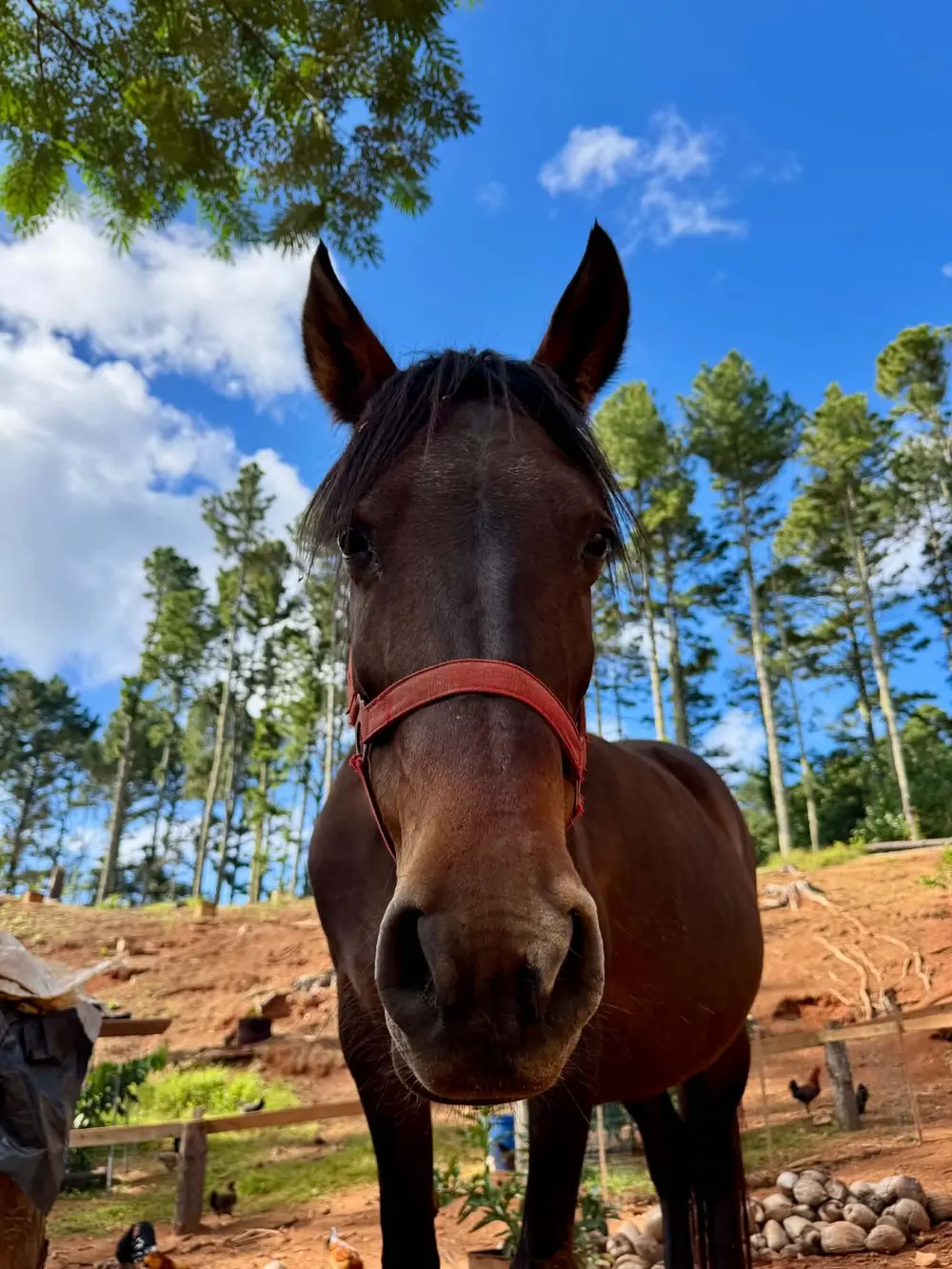 Cheval sur un chemin de terre rouge de Rimatara