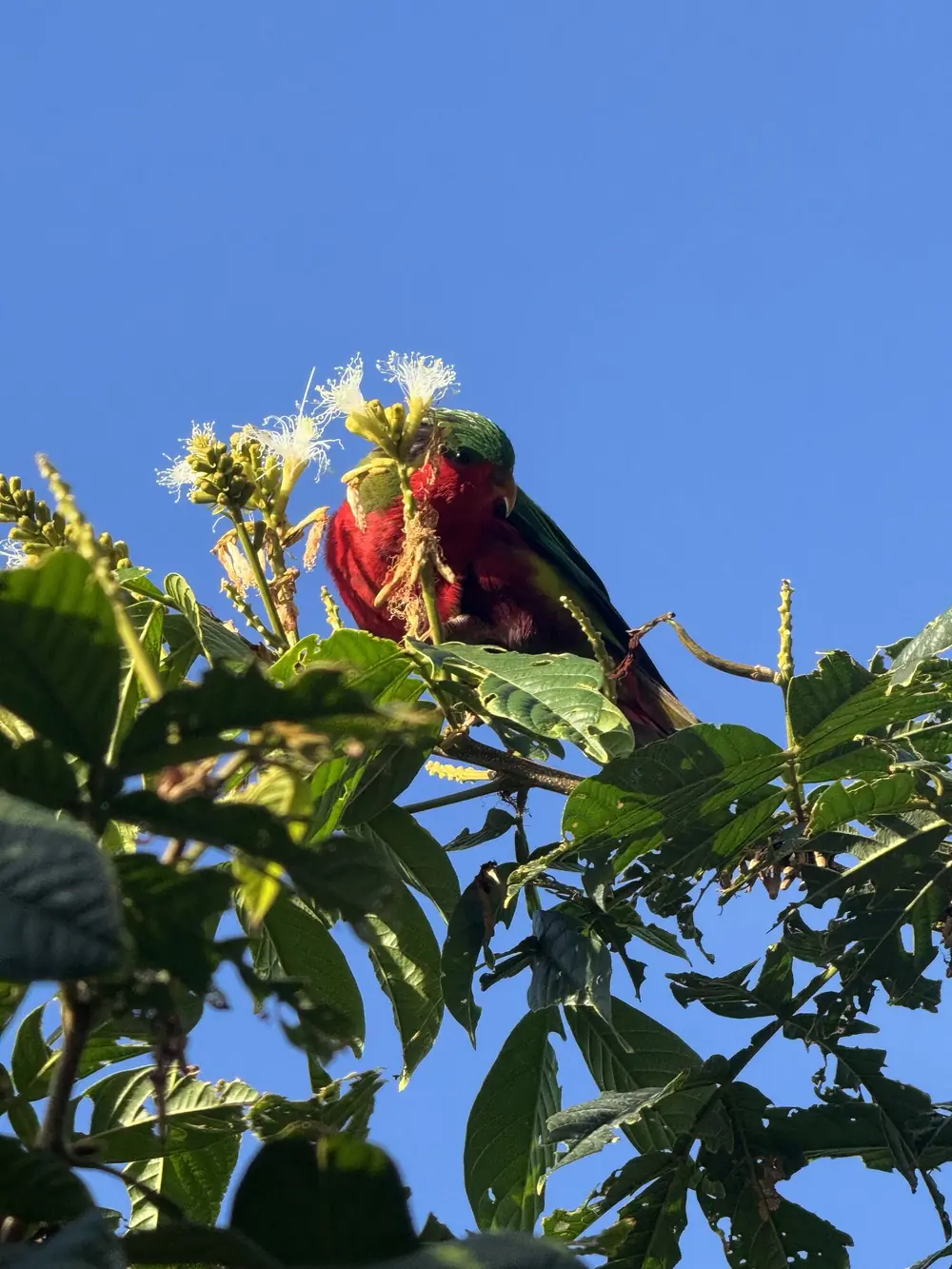 Deux ’ura dans les branches contre le ciel bleu